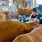 Jelang Hari Raya Idul Adha, Pemprov Jateng Perketat Pengawasan Pedagang Hewan Kurban