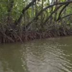 Kolaborasi Brida dengan DKPP Kota Surabaya Kembangkan Kawasan Pesisir, Budidaya Perikanan Berbasis Silvofishery