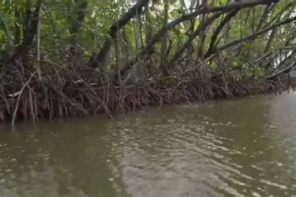 Kolaborasi Brida dengan DKPP Kota Surabaya Kembangkan Kawasan Pesisir, Budidaya Perikanan Berbasis Silvofishery