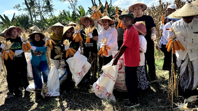 Panen Jagung Kedua di Lahan Sewaan, Wujud Komitmen Kuat GP Ansor Kota Semarang untuk Gerakan Patriot Ketahanan Pangan di Ibukota Jateng